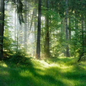 Foresta