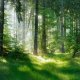 Foresta
