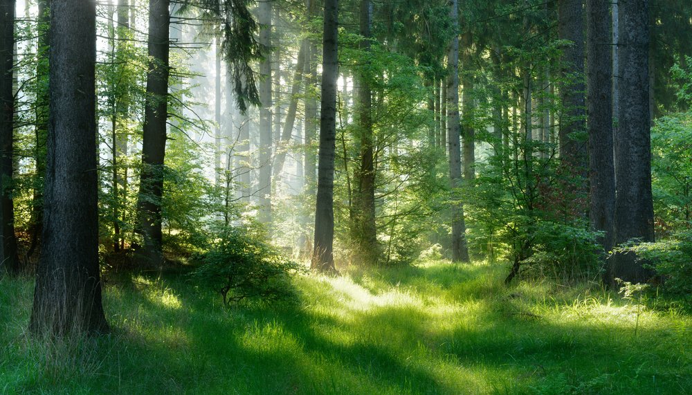 Foresta