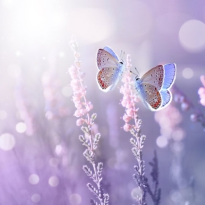 CORSO SEICHIM E SEKHEM REIKI MASTER